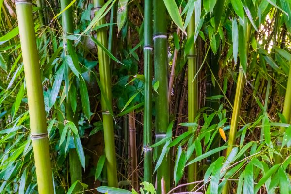 Bamboo Trimming in Lawrenceville