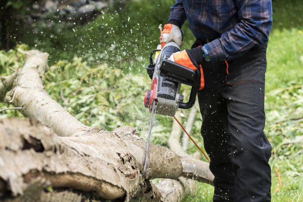 Branch Removal Service in Lawrenceville