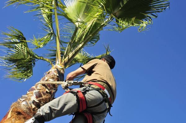 Palm Tree Trimming in Lawrenceville