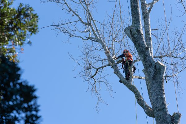 Tree Topping Service in Lawrenceville