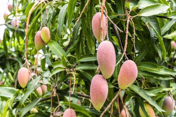 Mango Tree Trimming in Lawrenceville