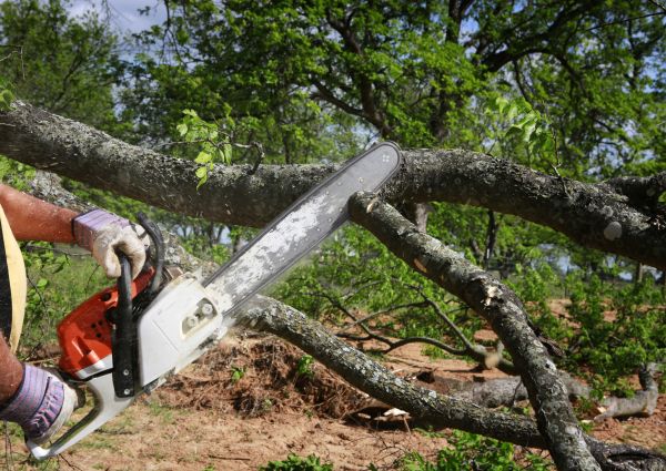 Tree Branch Cutting in Lawrenceville
