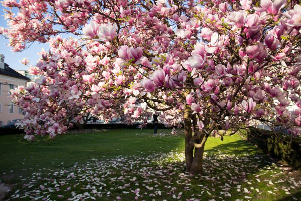 Ornamental Tree Pruning in Lawrenceville