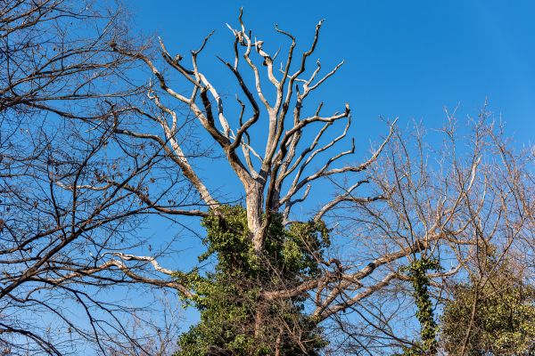 Deadwood Removal in Lawrenceville