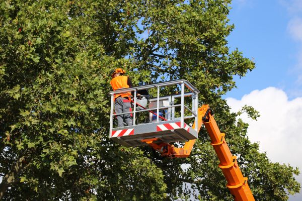 Commercial Tree Service in Lawrenceville