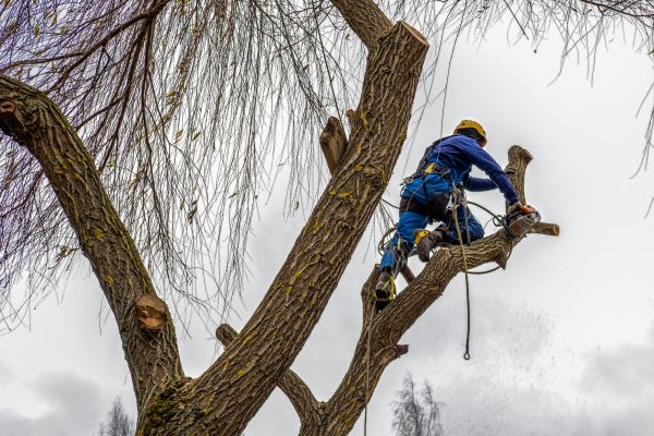 Tree Maintenance Service in Lawrenceville