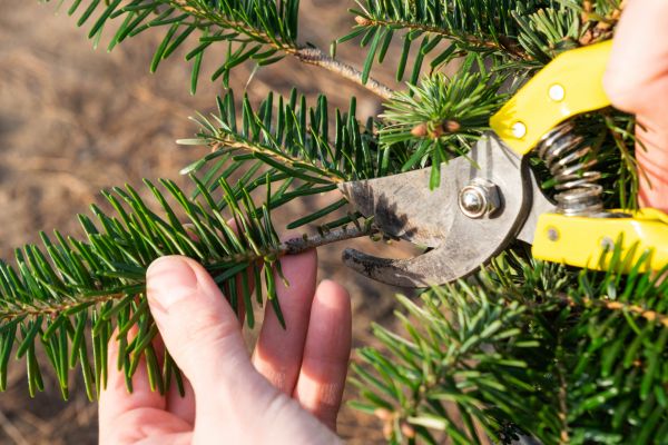 Pine Tree Pruning in Lawrenceville