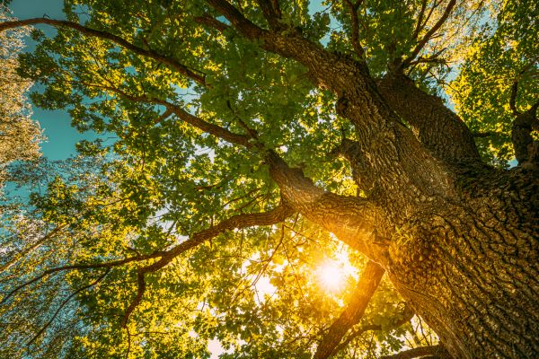 Oak Tree Pruning in Lawrenceville