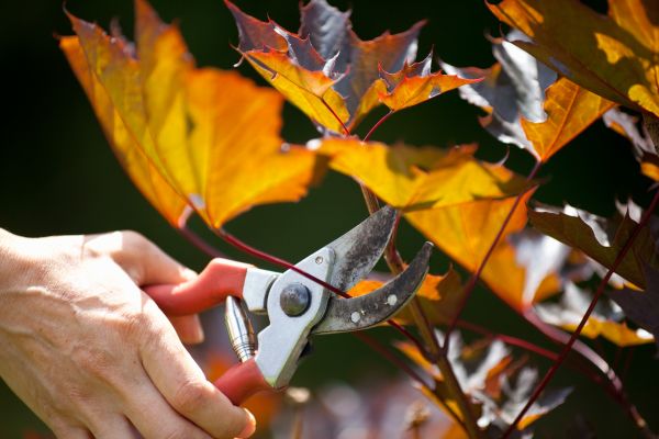 Maple Tree Pruning in Lawrenceville