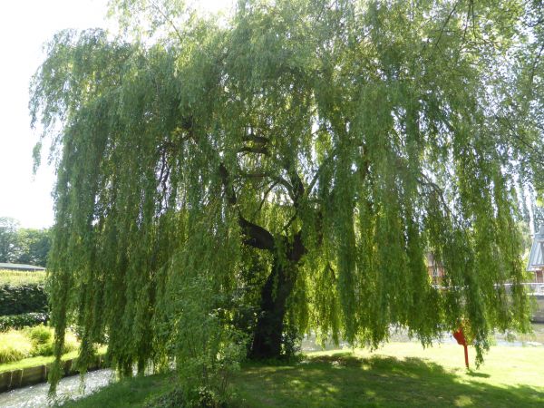 Willow Tree Trimming in Lawrenceville