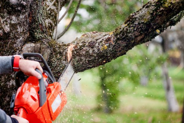 Tree Limbs Removal in Lawrenceville