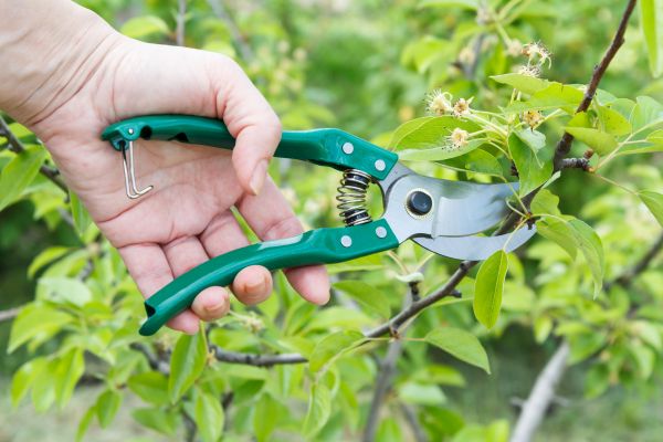 Pear Tree Pruning in Lawrenceville
