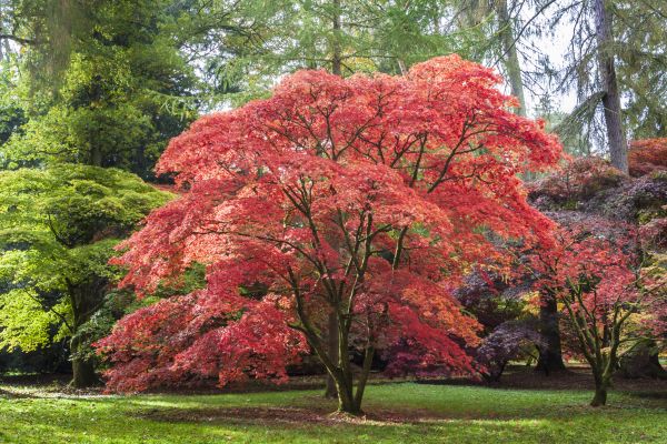 Japanese Maple Pruning in Lawrenceville