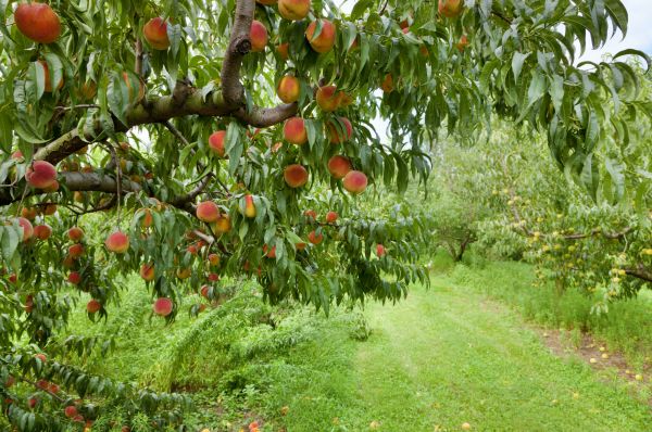 Peach Tree Pruning in Lawrenceville
