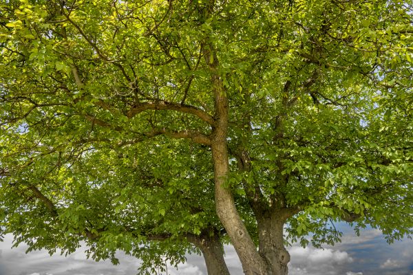 Walnut Tree Trimming in Lawrenceville