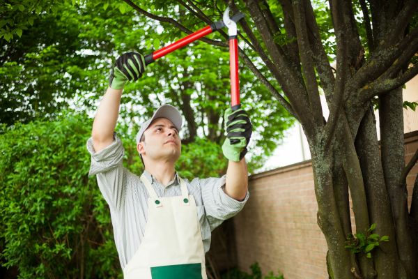 Tree Limb Pruning in Lawrenceville