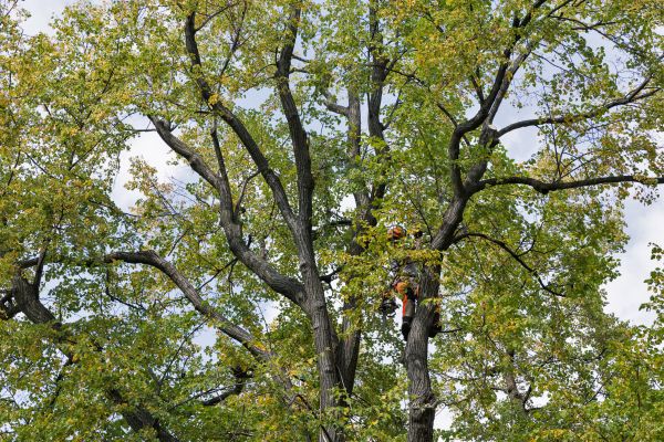 Tree Crown Shaping in Lawrenceville