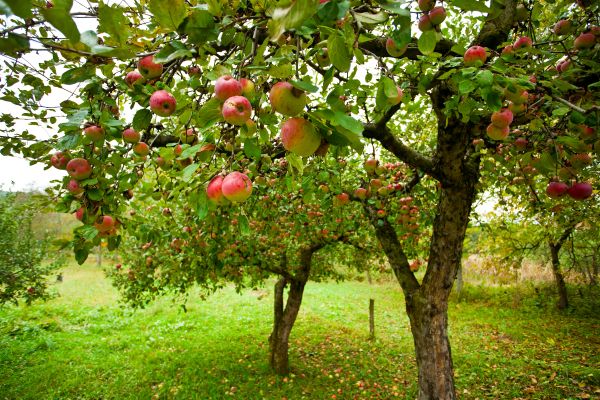 Apple Tree Pruning in Lawrenceville
