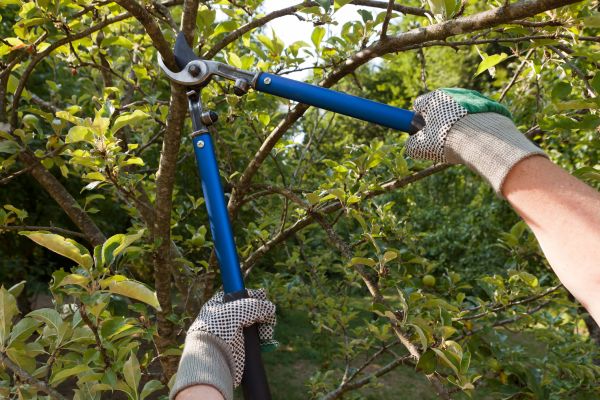 Residential Tree Pruning in Lawrenceville