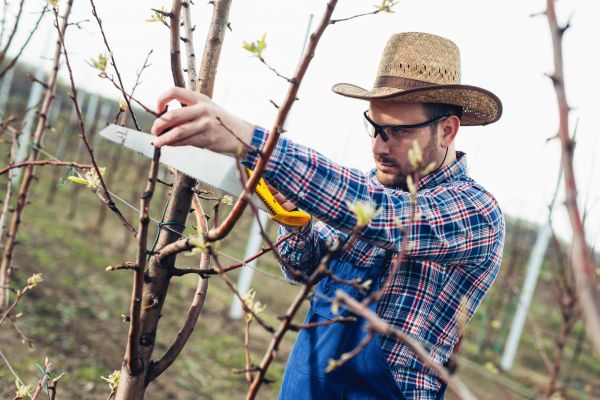 Orchard Tree Pruning in Lawrenceville
