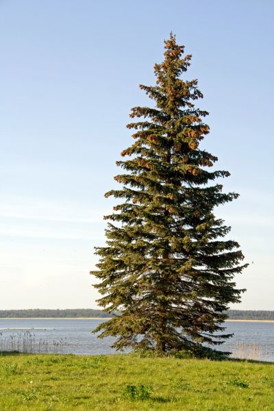 Spruce Tree Pruning in Lawrenceville