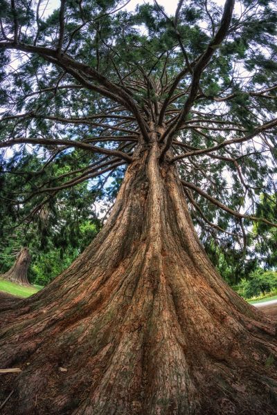 Cedar Tree Pruning in Lawrenceville