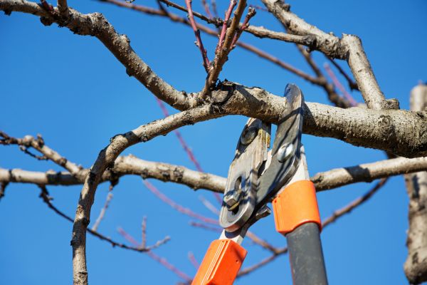 Peach Tree Trimming in Lawrenceville