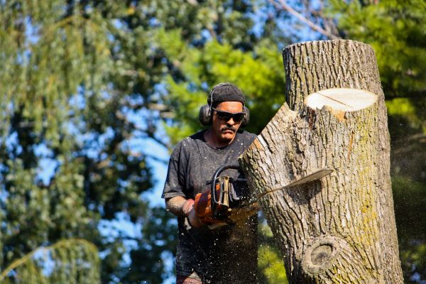 Ash Tree Pruning in Lawrenceville