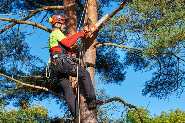 Canopy Pruning in Lawrenceville