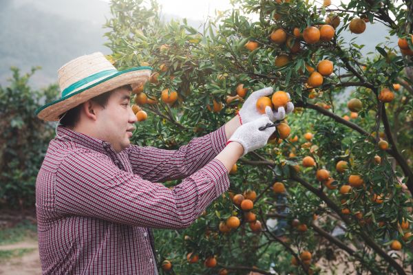 Orange Tree Pruning in Lawrenceville