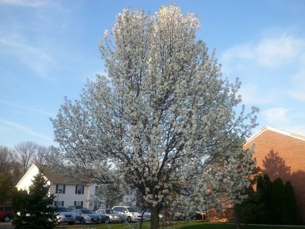 Bradford Pear Tree Pruning in Lawrenceville