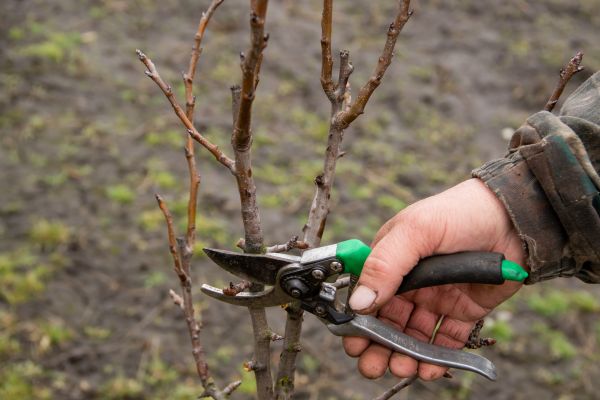 Pear Trees Pruning in Lawrenceville