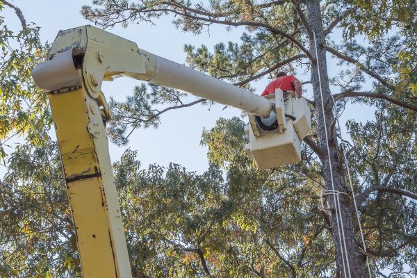Limbs Trimming in Lawrenceville