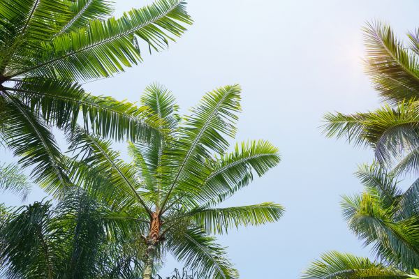 Queen Palm Tree Trimming in Lawrenceville