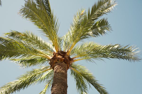Queen Palm Pruning in Lawrenceville
