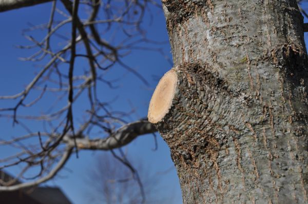 Limb Pruning in Lawrenceville