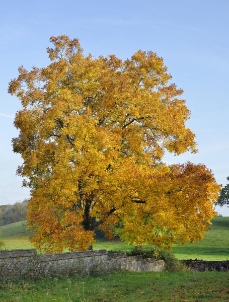 Hickory Tree Trimming in Lawrenceville