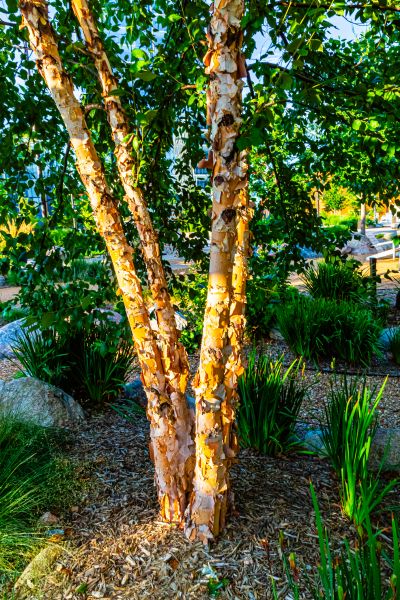 River Birch Trimming in Lawrenceville