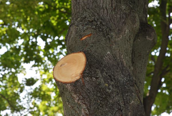 Limb Cutting in Lawrenceville