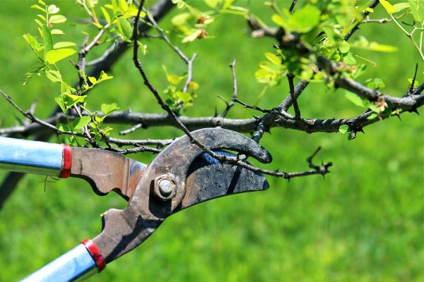 Branches Pruning in Lawrenceville