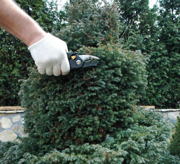 Ornamental Tree Trimming in Lawrenceville