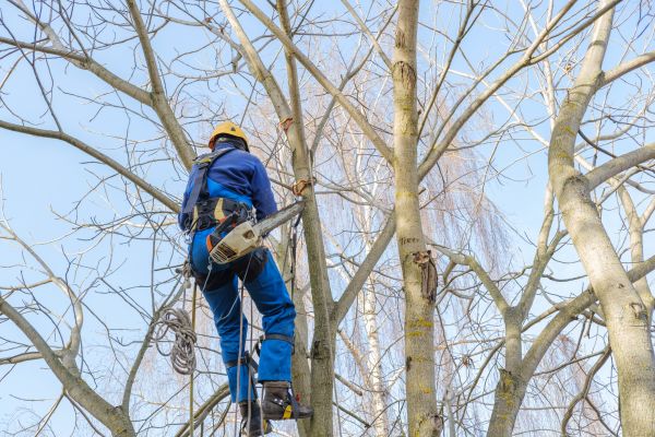 Large Tree Trimming in Lawrenceville