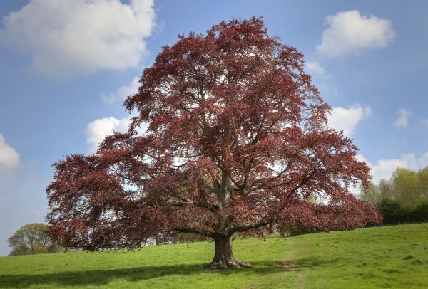 Beech Tree Pruning in Lawrenceville