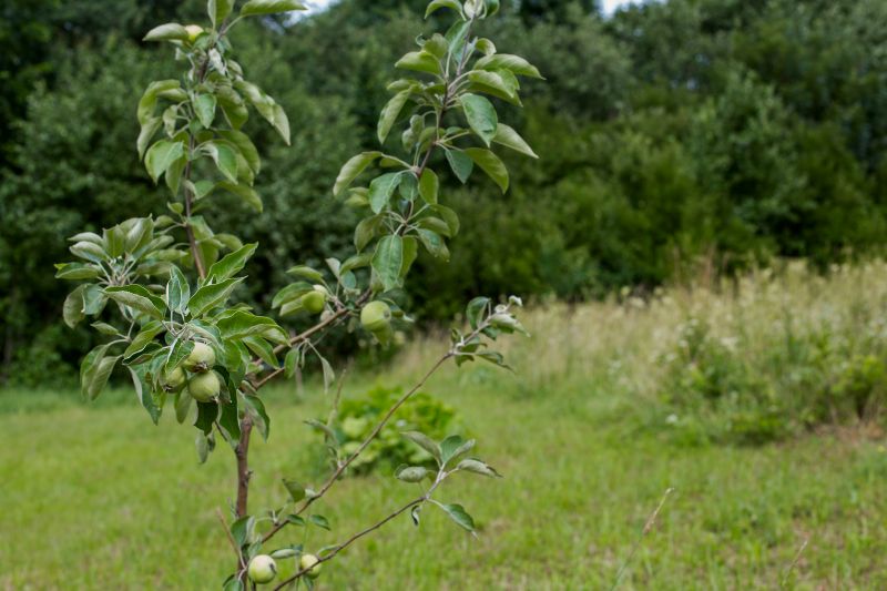 Apple Tree Pruning