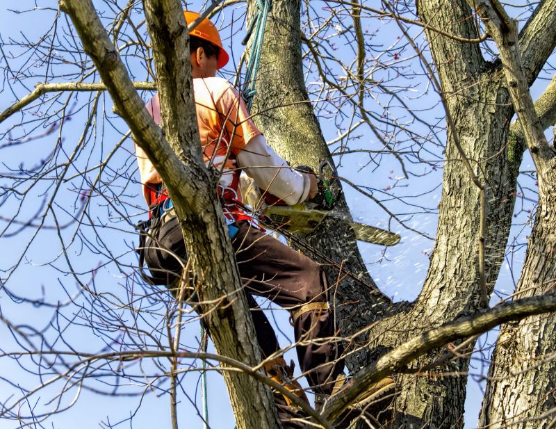 Cedar Tree Trimming