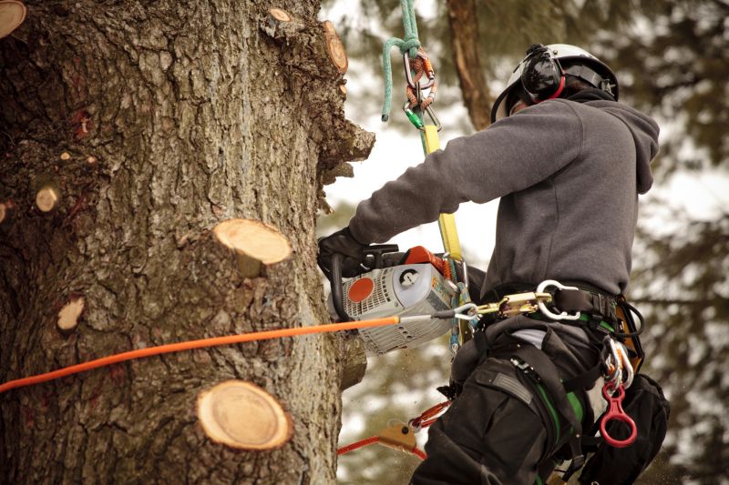 Arborist Climbing