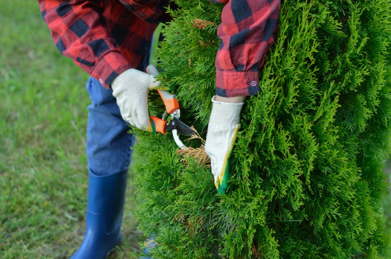 Spring Tree Trimming